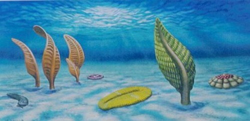 ediacara_fauna.jpg ediacara_fauna.jpg