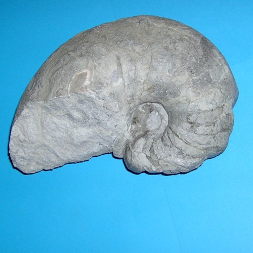 nautilus_gargasien_1___500.jpg nautilus_gargasien_1___500.jpg