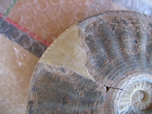 Pseudo04.jpg Pseudo04.jpg