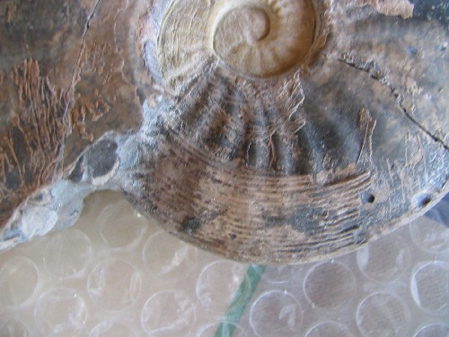 pseudo02.jpg pseudo02.jpg