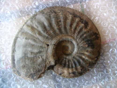 pseudo05.jpg pseudo05.jpg
