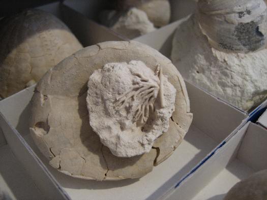 Bryozoen.jpg Bryozoen.jpg