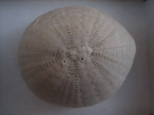 Echinocorys.jpg Echinocorys.jpg