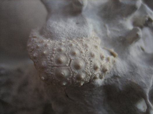 Phymosoma.jpg Phymosoma.jpg