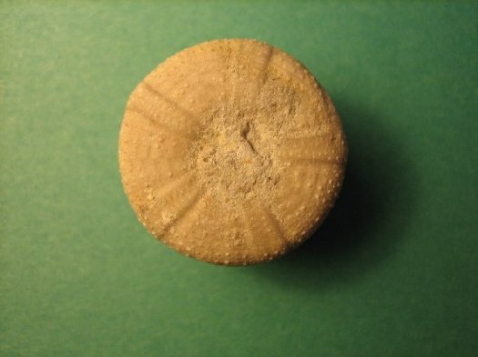 camerogalerus_647.jpg camerogalerus_647.jpg