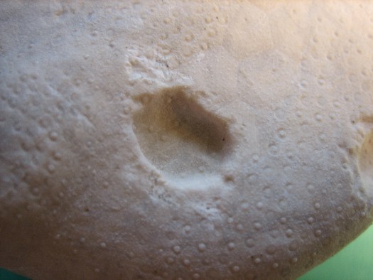echino_detail.jpg echino_detail.jpg