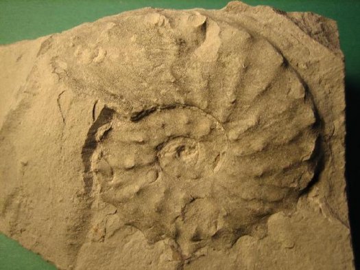 schloenbachia3_463.jpg schloenbachia3_463.jpg