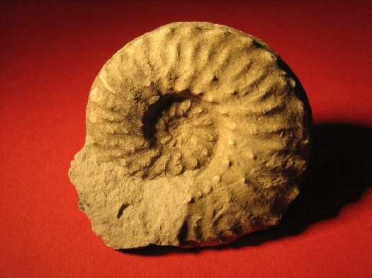 schloenbachia_345.jpg schloenbachia_345.jpg