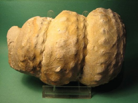 turrilites2_206.jpg turrilites2_206.jpg