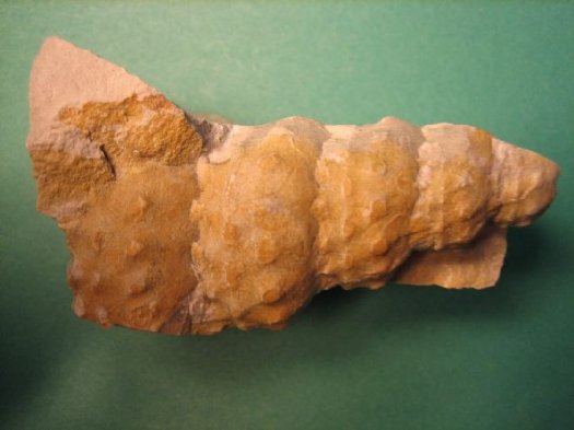 turrilites_724.jpg turrilites_724.jpg