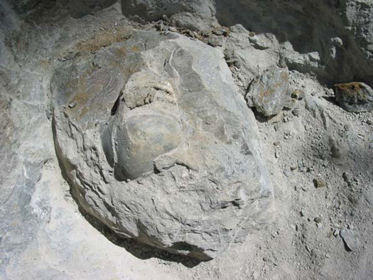 Nautilus_Uwe_02.jpg Nautilus_Uwe_02.jpg