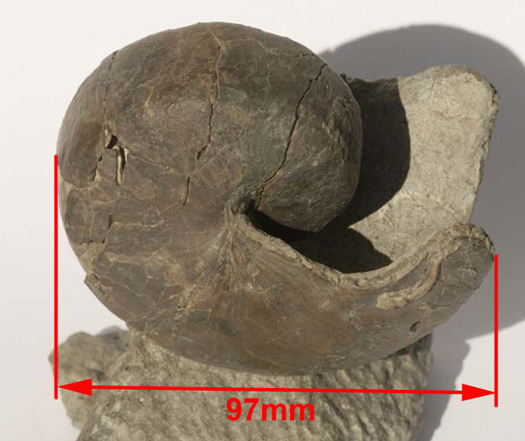 Nautilus_Uwe_05.jpg Nautilus_Uwe_05.jpg