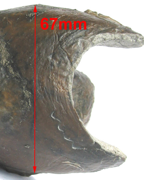 Nautilus_Uwe_06.jpg Nautilus_Uwe_06.jpg