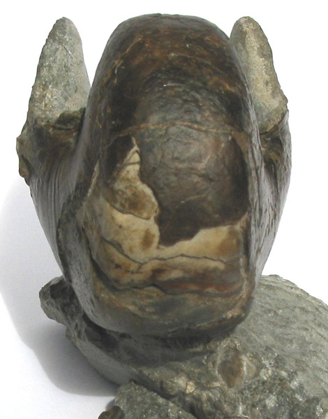 Nautilus_Uwe_08.jpg Nautilus_Uwe_08.jpg