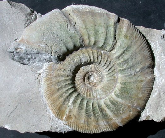 Ataxioceras.jpg Ataxioceras.jpg