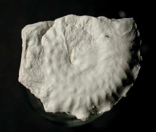 Cymaceras_Museum.jpg Cymaceras_Museum.jpg