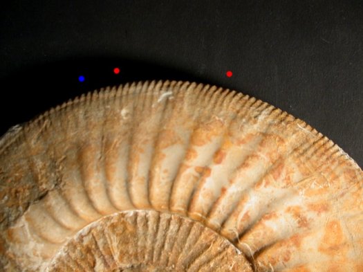 Detailansicht_polygyratus_gross.jpg Detailansicht_polygyratus_gross.jpg