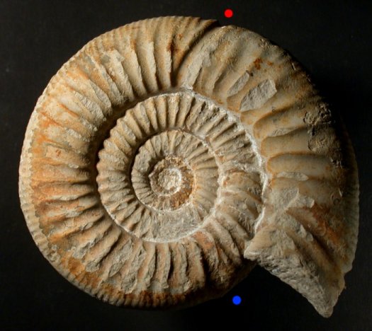Lithacosjugendklein.jpg Lithacosjugendklein.jpg