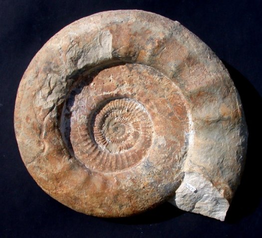 Lithacosphinctes_grossklein.jpg Lithacosphinctes_grossklein.jpg