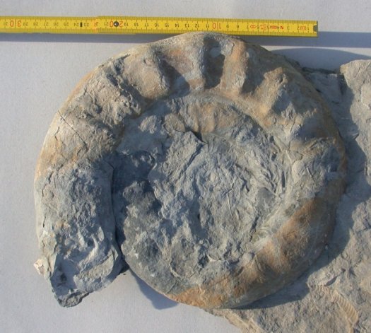 Lithacosphinctes_platt.jpg Lithacosphinctes_platt.jpg