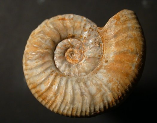 Paras_mirosvorne_klein.jpg Paras_mirosvorne_klein.jpg