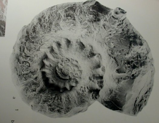 Paras_schairer_klein.jpg Paras_schairer_klein.jpg