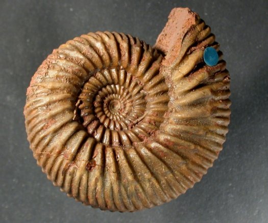 Parkin_Leitfossil.jpg Parkin_Leitfossil.jpg
