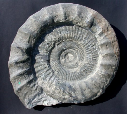 Pseudorthosphinctesklein.jpg Pseudorthosphinctesklein.jpg