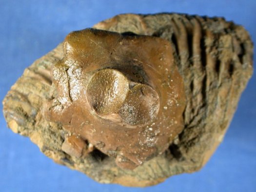 Schweineruessel.jpg Schweineruessel.jpg