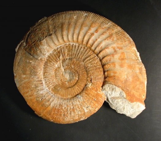 grosser_polygyratus.jpg grosser_polygyratus.jpg