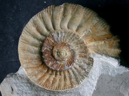pseudoeffrenatum.jpg pseudoeffrenatum.jpg