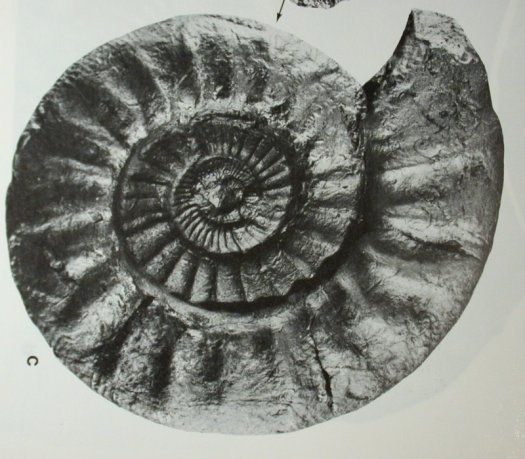 virgatoides.jpg virgatoides.jpg
