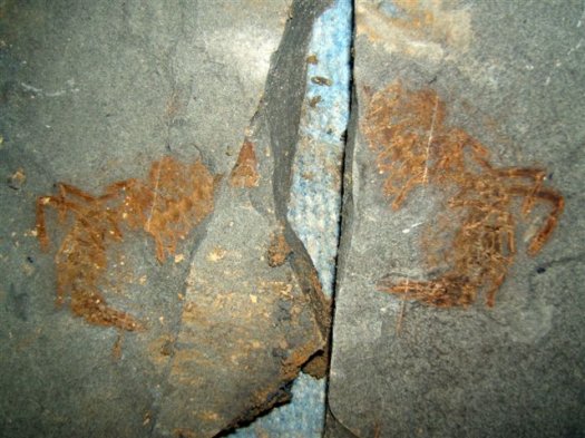 krebs_wolfgang_001.jpg krebs_wolfgang_001.jpg