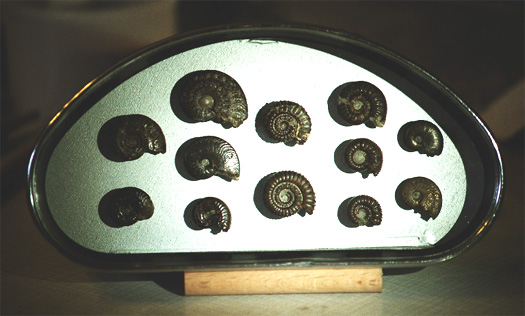 tachovitrine4.jpg tachovitrine4.jpg
