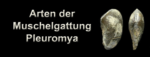 pleuromya.jpg pleuromya.jpg