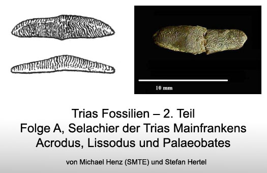 trias_fossilien_teil2.jpg trias_fossilien_teil2.jpg
