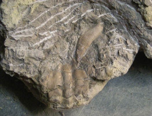 07_Harpactozanthopsis_die_linke_Schere.jpg 07_Harpactozanthopsis_die_linke_Schere.jpg