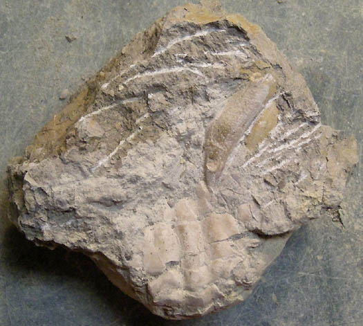 08_Harpactozanthopsis_isoliert.jpg 08_Harpactozanthopsis_isoliert.jpg