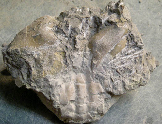 09_Harpactozanthopsis_mit_rechter_Schere.jpg 09_Harpactozanthopsis_mit_rechter_Schere.jpg