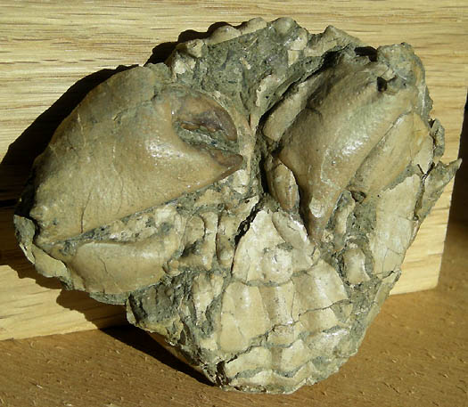 10_Harpactozanthopsis_quadrilobatus_DESMAREST.jpg 10_Harpactozanthopsis_quadrilobatus_DESMAREST.jpg