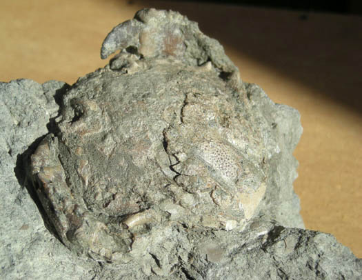 12Harpactocarcinus_punctulatus_DESMAREST.jpg 12Harpactocarcinus_punctulatus_DESMAREST.jpg