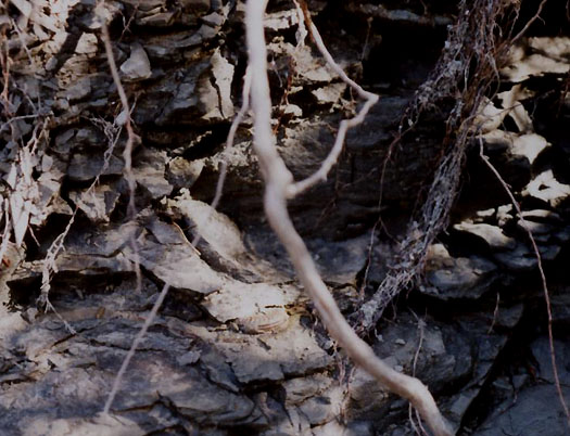 21979.jpg 21979.jpg