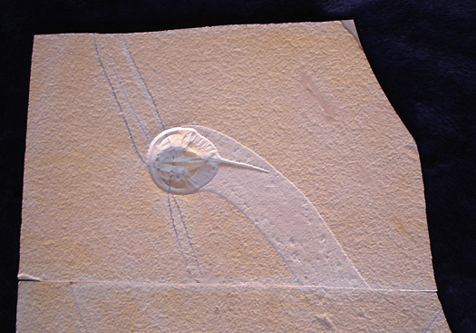 11a.jpg 11a.jpg