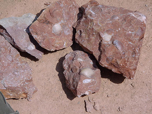 04_Arzo_unpr__228_pariert.jpg 04_Arzo_unpr__228_pariert.jpg
