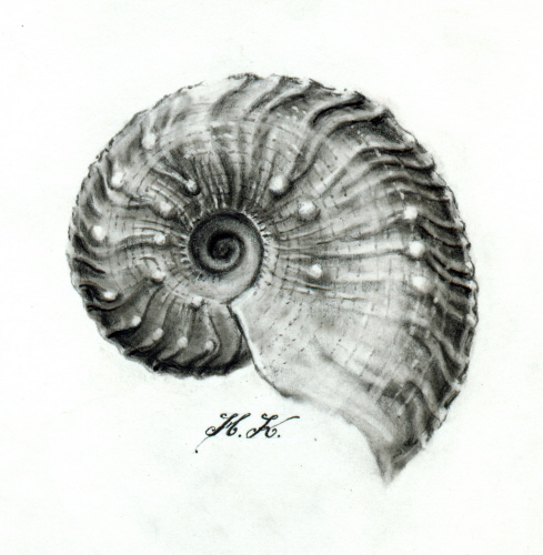 034HK_Ammonit_Zigzagzone_Gammelshausen_k.jpg 034HK_Ammonit_Zigzagzone_Gammelshausen_k.jpg