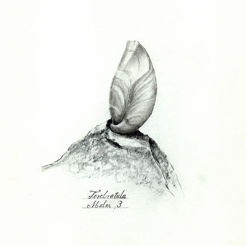05_HK_Terebratula_Malm_Beta_OW_k.jpg 05_HK_Terebratula_Malm_Beta_OW_k.jpg