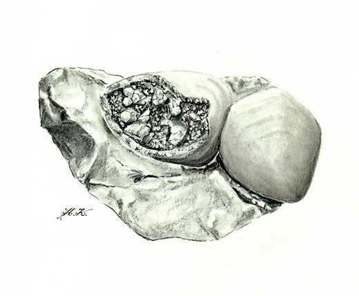07_HK_Brachiopoden_Tessin_k.jpg 07_HK_Brachiopoden_Tessin_k.jpg
