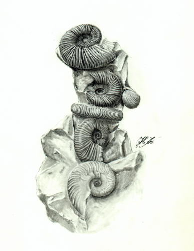 08_HK_Ortosphinctes_Taramelliceras_Brachiopode_OW_k.jpg 08_HK_Ortosphinctes_Taramelliceras_Brachiopode_OW_k.jpg