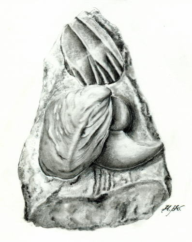 09_HK_Fossilgruppe_Messelberg_Donzdorf_k.jpg 09_HK_Fossilgruppe_Messelberg_Donzdorf_k.jpg