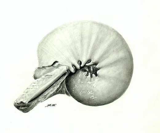10_HK_Physodoceras_Belemnit_Messelberg_Malm_Gamma_k.jpg 10_HK_Physodoceras_Belemnit_Messelberg_Malm_Gamma_k.jpg